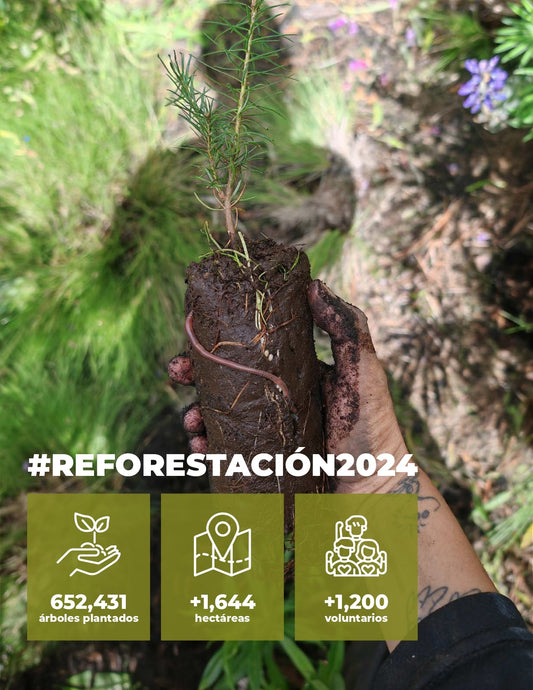 Reforestaciones 2024 | Agua Sólida