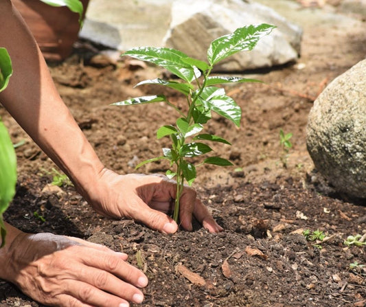 ¿Funciona Agua Sólida con mi Planta/Cultivo/Árbol?